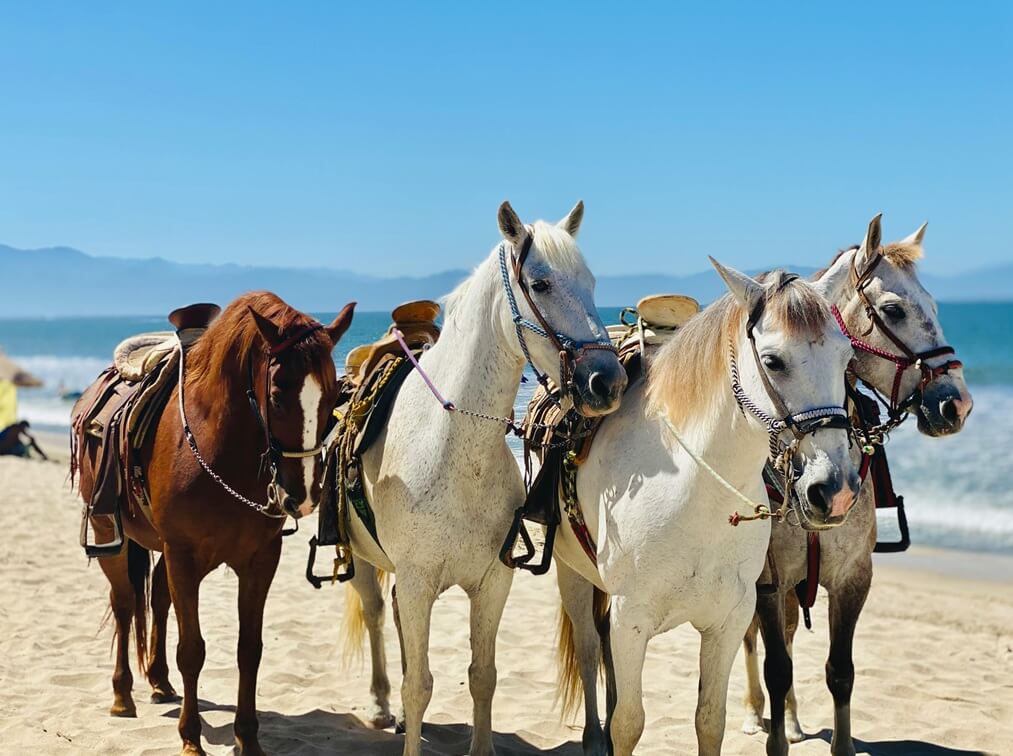 Horseback Riding in Los Cabos: Beach Sunsets, Pricing & Ethics